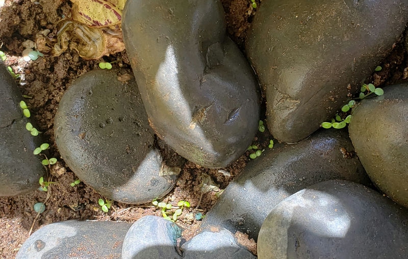 sprouts growing in between the rocks